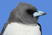 White-breasted Woodswallow (Artamus leucorynchus)